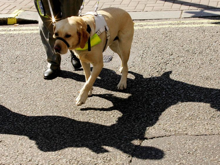 London, UNITED KINGDOM: Guide dog, Vaughn, named as the Guide Dog of the year walks with owner Susan Jones in London, 08 September 2005. Vaughn beat competition from other dogs around the UK in an event organised by the Guide Dogs for the Blind association. The charity recognizes the extra special achievements and contributions that some guide dogs make to their owners&#39; daily lives. AFP PHOTO/ CARL DE SOUZA (Photo credit should read CARL DE SOUZA/AFP/Getty Images)
