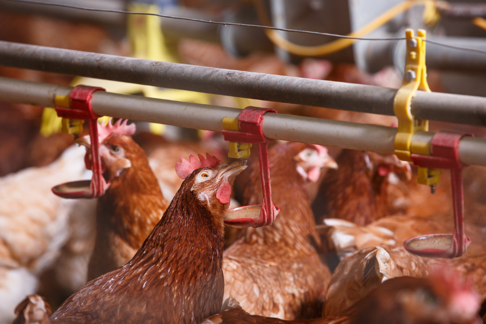 Avian influenza (bird flu) identified at Kent farm ...