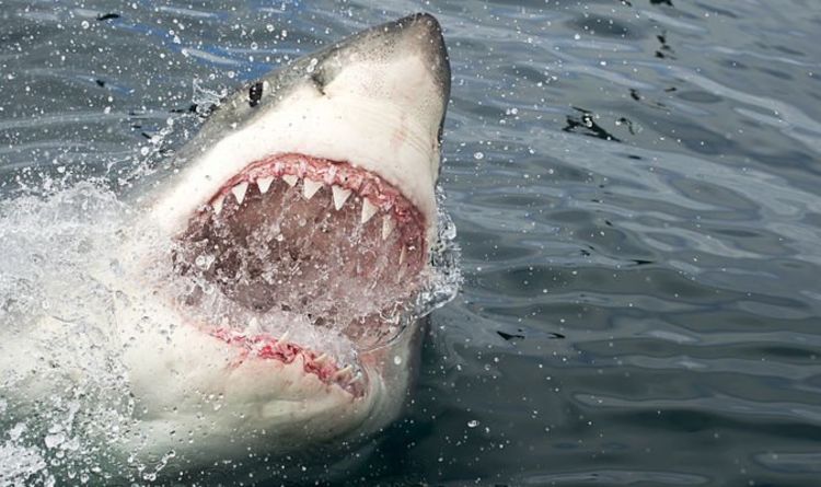 Great white shark in British waters