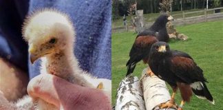 Baby Harris hawk born at Leeds Castle (Photo)