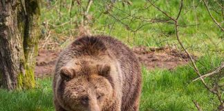 Brown bears euthanised after escaping from Whipsnade Zoo