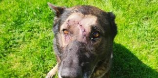 Police dog stabbed five times in head while tackling intruder (Photo)