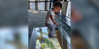 Toddler has hilarious reaction to glass floor viewing deck (Video)